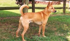 a brown dog standing on top of a lush green field next to a wooden fence