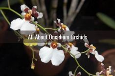 an image of white orchids with the words all about oncirium orchids