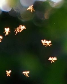 several small gold bows are flying through the air in front of some green leaves and blurry trees