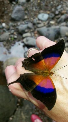 a butterfly that is sitting on someone's hand with rocks in the back ground