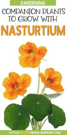 an orange flower with green leaves and the words gardening companion plants to grow with nasturum