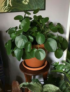 a potted plant sitting on top of a wooden table