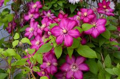 purple flowers with green leaves in the foreground