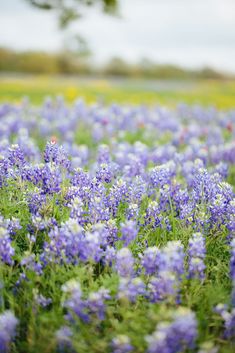 a field full of blue and white flowers