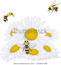 three bees are flying around the daisies