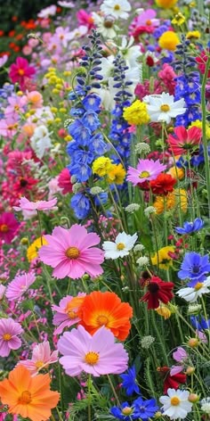 a field full of different colored flowers next to each other