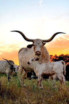 an adult and baby cow standing in the grass with other cows behind them at sunset