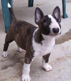 a small brown and white dog standing on top of a cement floor next to green chairs