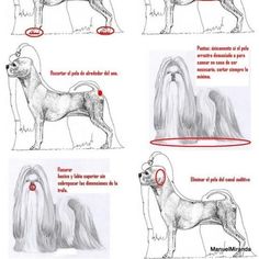 how to draw a dog step by step drawing instructions for beginners and advanced artists