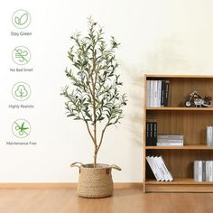 a potted plant sitting on top of a wooden floor next to a book shelf