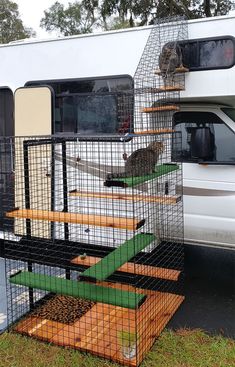 two cats sitting on top of cages in front of a van