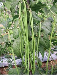 green beans are growing on the plant in the garden