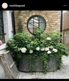 an old barrel is used as a planter for hydrangeas and other flowers