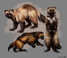 three different types of ferrets standing next to each other on a gray background