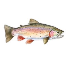 a rainbow colored fish on a white background