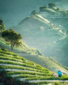 two people are walking up the side of a hill with green grass and trees on it