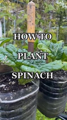 two plastic buckets filled with plants and the words how to plant spinach