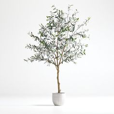 an olive tree in a white ceramic pot on a plain surface, with minimal background