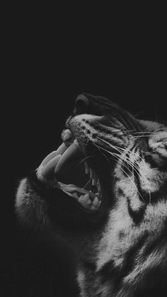 a black and white photo of a tiger with its mouth open