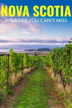 a vineyard with the words, nova scotta wineries you can't miss