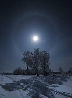 the moon is shining brightly in the sky over a snow covered field with trees and bushes