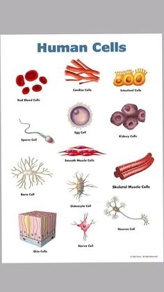 a poster with different types of human cells