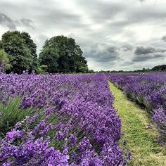 a field full of purple flowers under a cloudy sky