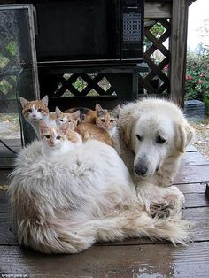 a large white dog laying on top of a wooden floor next to two kittens