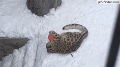 a snow leopard that is laying down in the snow