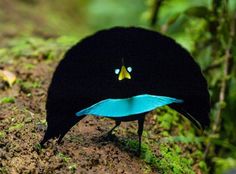 a black bird with blue and yellow feathers on it's head standing in the dirt