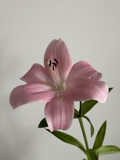 a pink flower with green leaves in a vase