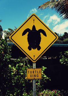 a yellow turtle crossing sign sitting on the side of a road