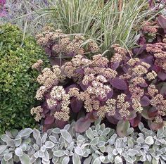 many different types of plants with purple leaves and green foliage in the background, all together