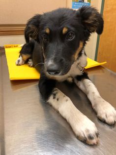 a black and white dog laying on top of a metal table next to a yellow sign