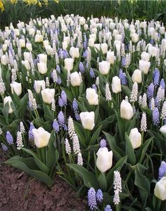 white tulips and blue hyacinths in the garden