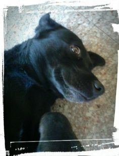 a black dog laying on the floor looking up