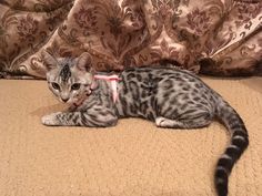 a cat laying on the floor in front of a couch with a red ribbon around it's neck