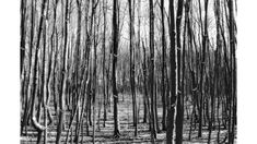 black and white photograph of trees in the woods