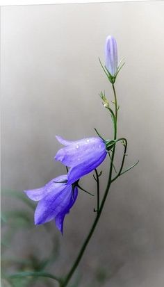 a purple flower with water droplets on it's petals in front of a gray background