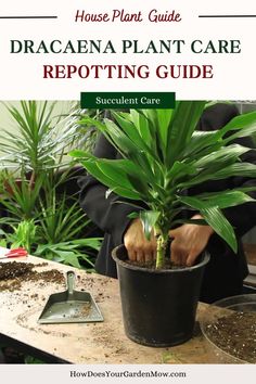 Dracaena plant care repotting