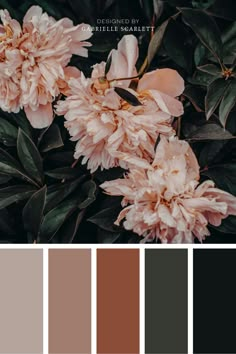 some pink flowers and green leaves on a color palette with brown, black, and grey tones