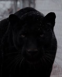 a black panther standing in the snow looking at the camera with an intense look on its face