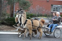 an old woman riding in a horse drawn carriage with two dogs on the street next to her