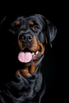 a black and brown dog with its tongue out looking at the camera on a black background