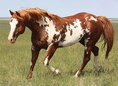 a brown and white horse running across a field