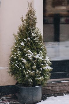 a potted plant with snow on the ground