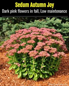 pink flowers in fall, low maintenance garden with text that reads sedum autumn joy dark pink flowers in fall, low maintenance