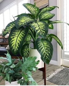 a large green plant in a white pot