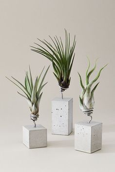 three cement blocks with air plants in them