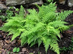 a green plant with lots of leaves in the dirt near rocks and plants on the ground